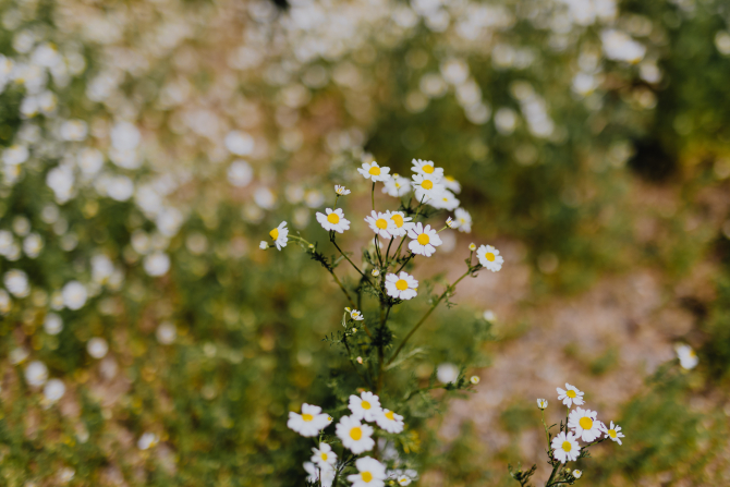 カモミールの花