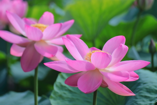 蓮の花