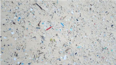マイクロプラスチックとは？ / 生物と人体への影響と問題について考える