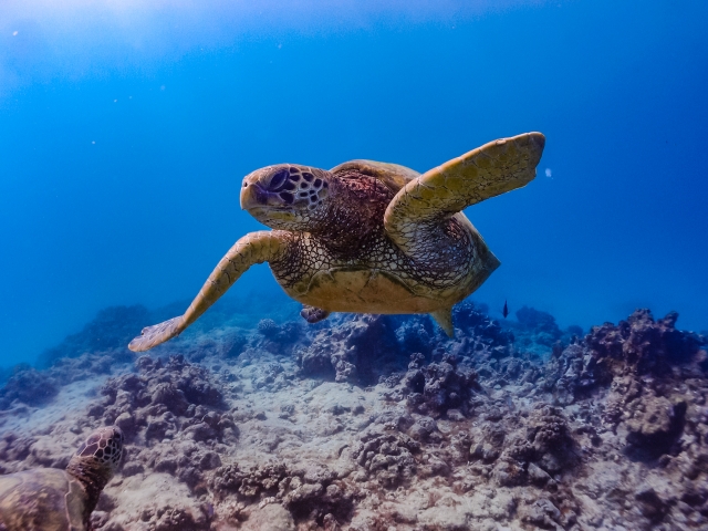 海の中を泳ぐウミガメ