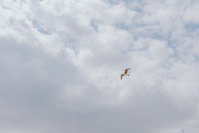 空を飛ぶ鳥