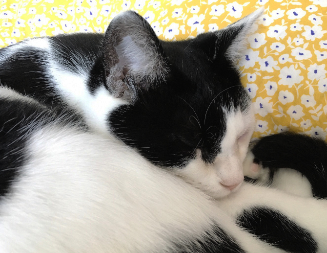 猫が枕を使って寝ている様子