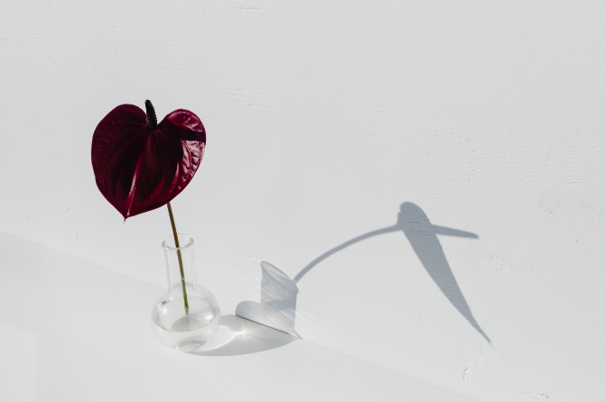 赤い花が花瓶に入っている様子