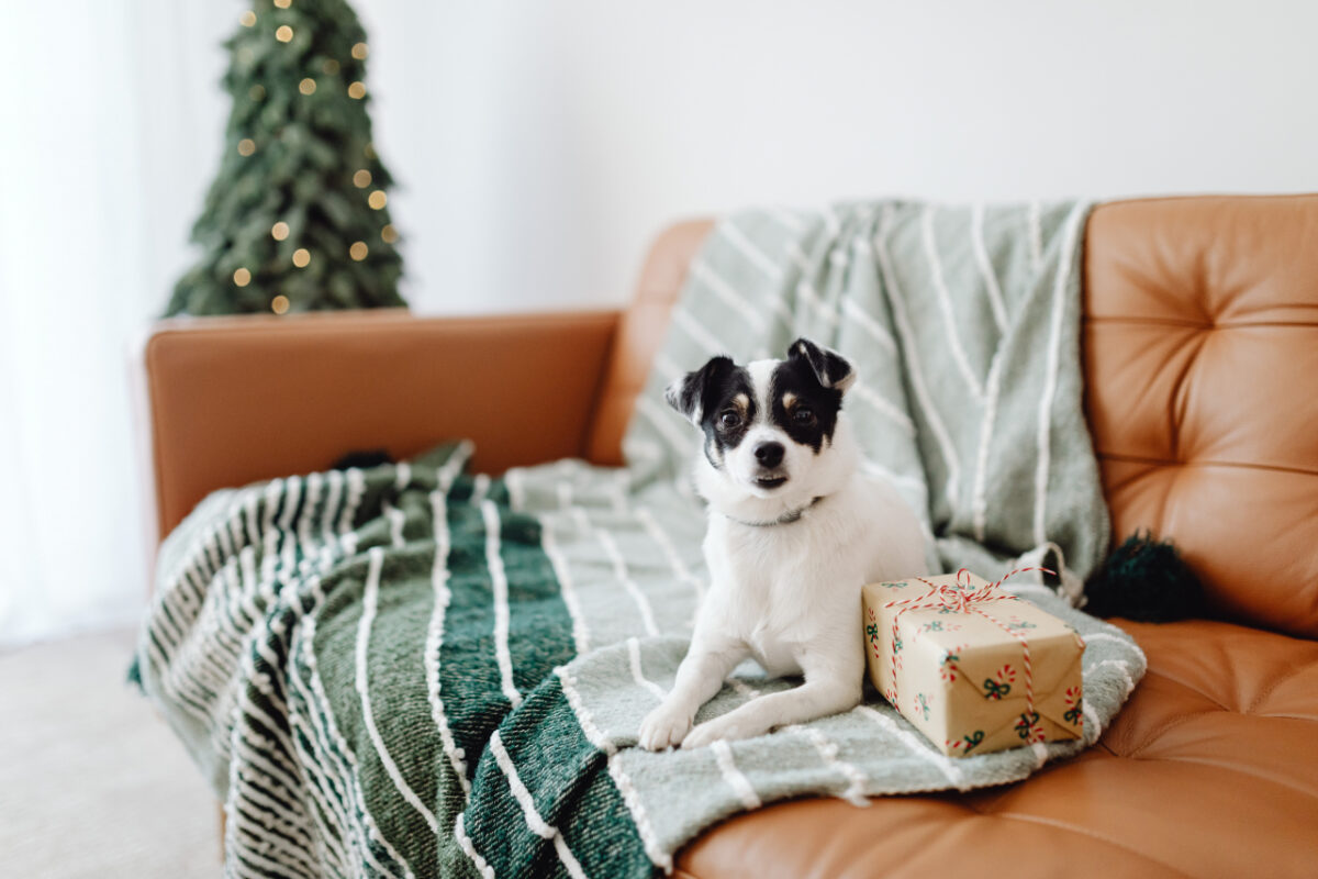 小さな犬がクリスマスギフトの隣でソファに座る様子