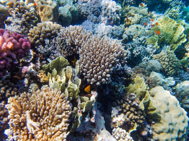 珊瑚礁