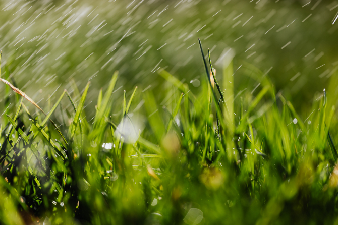 草原に雨が降る様子