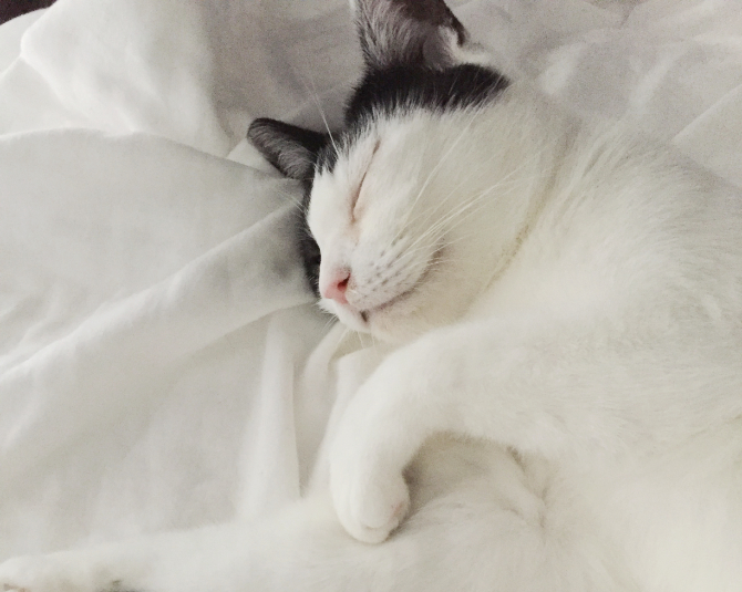 松並木ガーゼの上で寝る猫